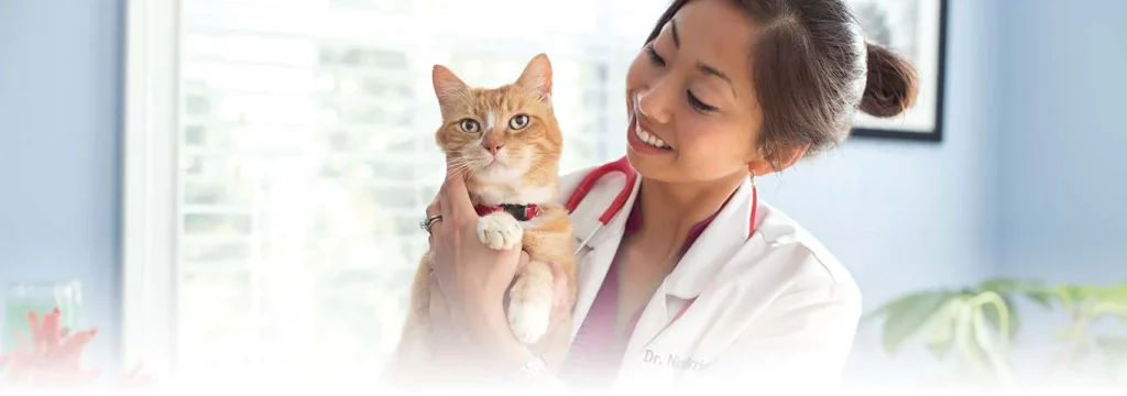 The benefits of taking your cat to the vet