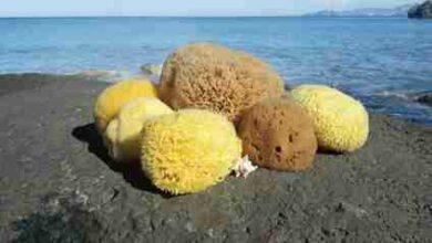 sea sponges