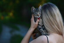 Kitty City Lonnile